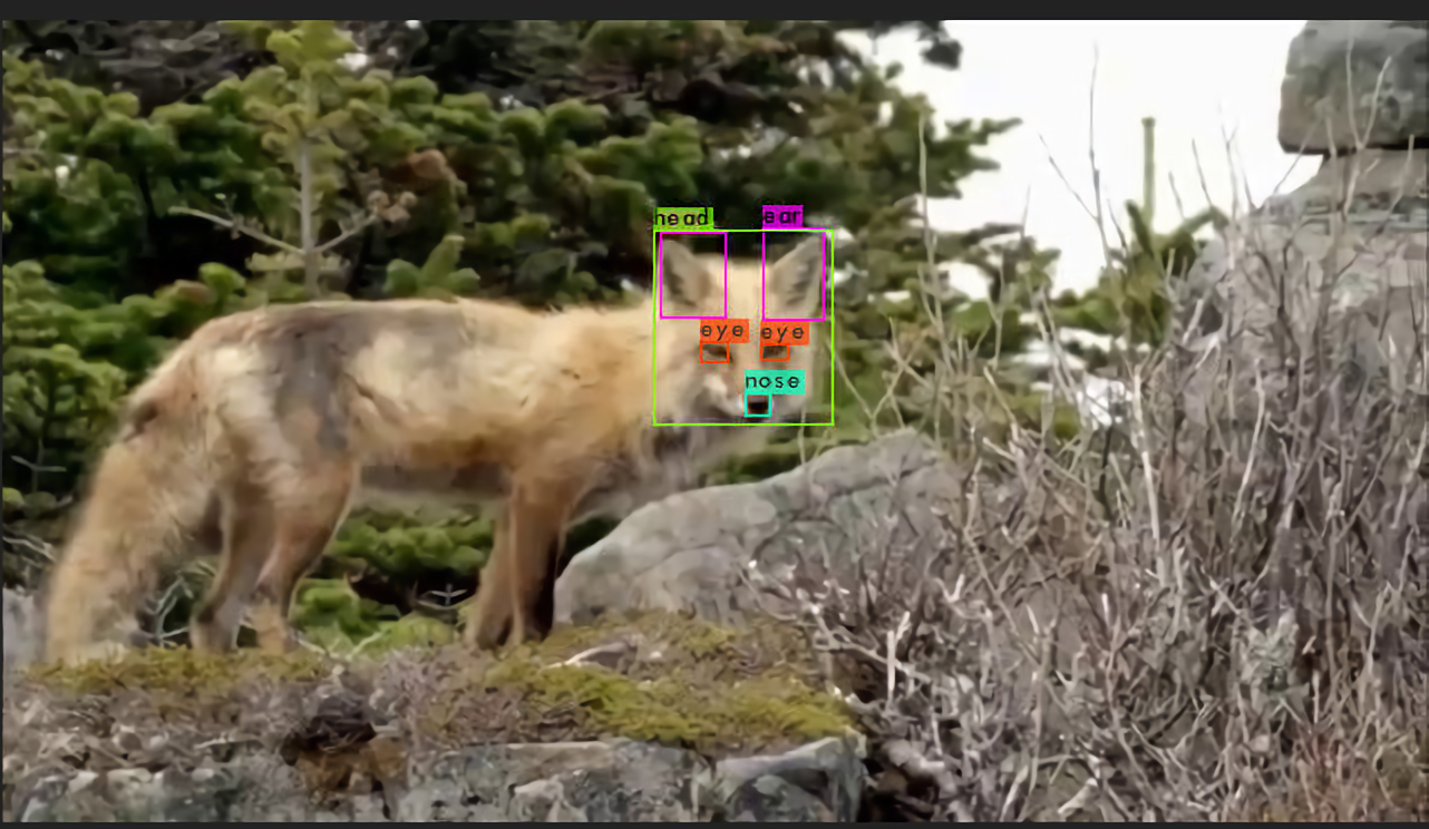 Cropping a random image of a fox using my YoloV4 trained model.